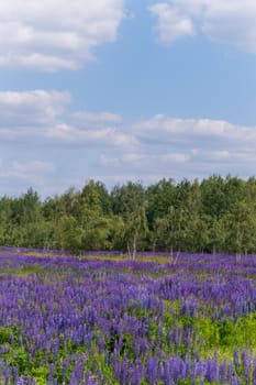 purple field of flowers on the background of a birch forest