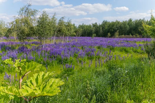 young birch bathe in a field in the forest with a blue lupine self-styled