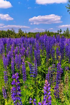 A lot of verbena flowers are like a line of purple soldiers. All of one growth and all the same stature, merge into one bright mass