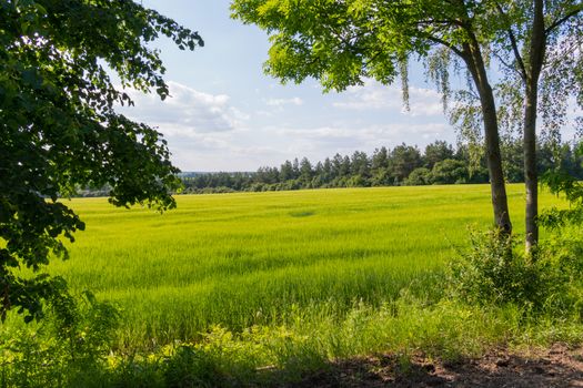 bright greenery on the field lit by a clear sun among tree planting