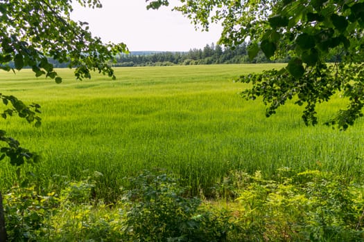 green field with coniferous plantation on a clear midday