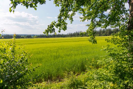 The field of young green is enlightened by the sunshine and framed by tree planting