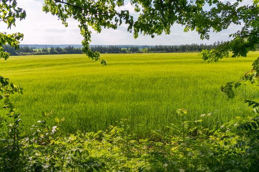 Green landscape of the endless meadow with lush grass stretching to the trees in the distance.
