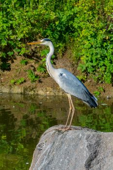 A beautiful slender stork on a stone quenches thirst. A beautiful lake with a place for relaxation