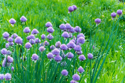a bush of purple flowers onions schnitt among the green herbs. Tasty and beautiful plant