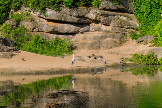 Heron and ducks on the river bank in the background of rocks