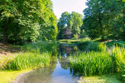A small rivulet in a forest with picturesque shores in the shade of trees