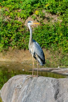 A cold stream on the shore of which a slender stork flew from warm edges. Place for a picnic and rest