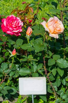 Red and pink blossoming roses next to the still not budding young buds and green leaves