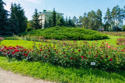 A chic bed of burgundy flowers in a well-groomed lawn next to green spruce trees