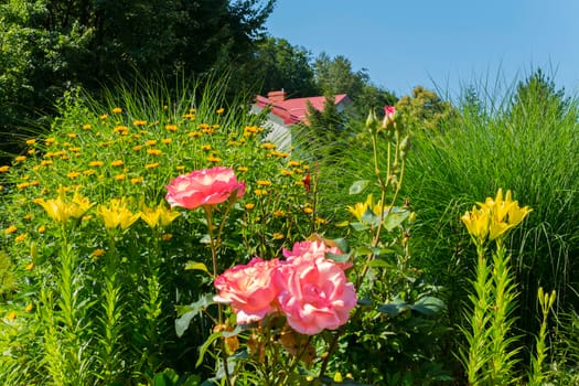 composition of pink roses and yellow lilies against a background of high green grass