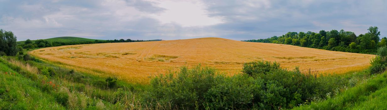 a hill with ripe golden cereals in the field. Soon it's time to harvest