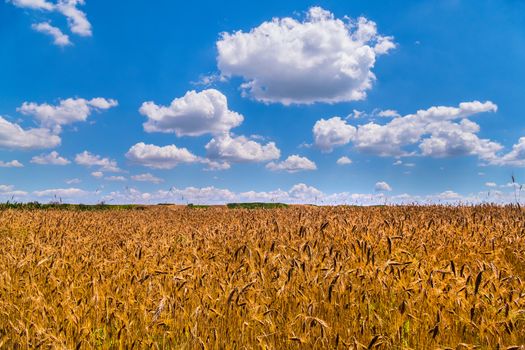 a colossal, yellow wheat field against a blue cloudy sky with fluffy clouds, a symbol of Ukraine