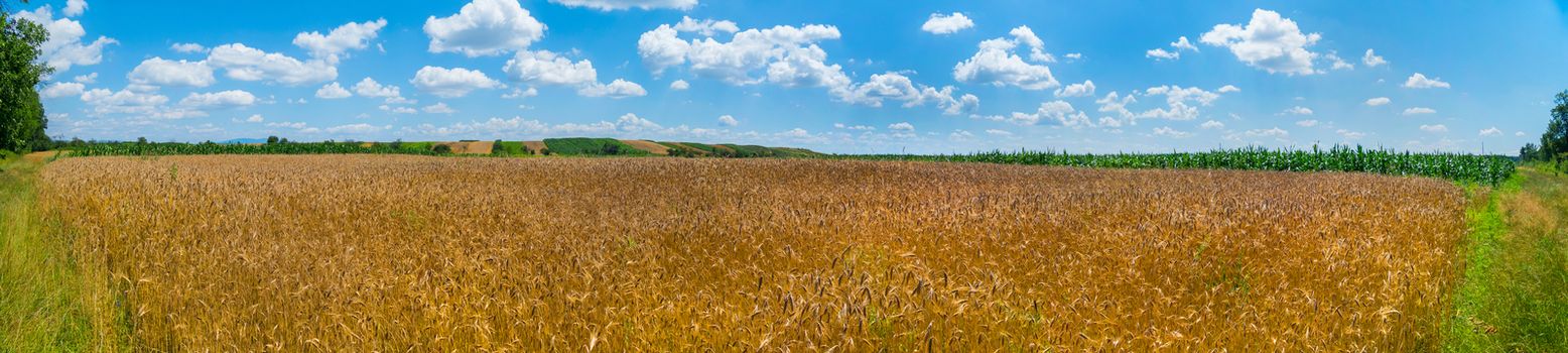 Golden ears of wheat under the endless blue of the heavenly ocean