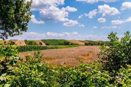 Scenic fields with green deciduous trees against a blue sky with white clouds