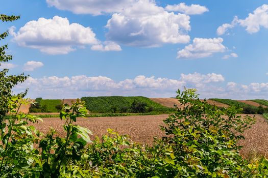 On the horizon of the field planted with different plants with a blue cloudy sky