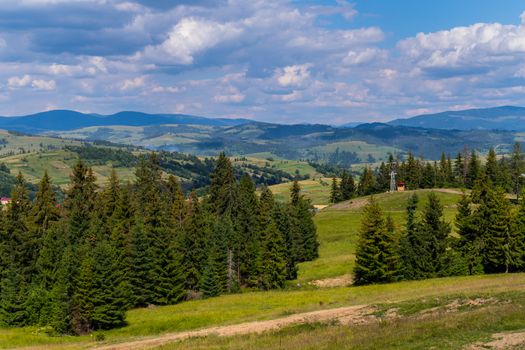 Beautiful mountain green slopes with growing tall firs stretching away to the horizon line with gray clouds in the sky.
