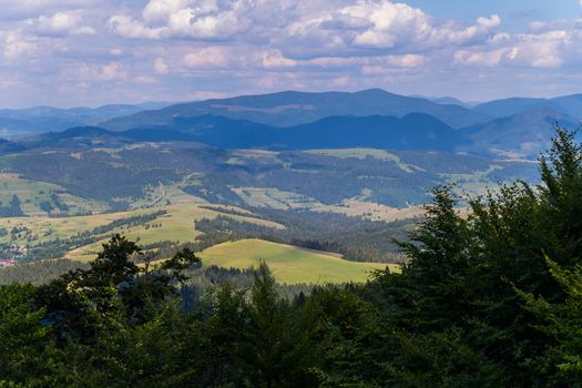 The tops of tall coniferous trees against the backdrop of a beautiful landscape with small forest clearings and huge mountains
