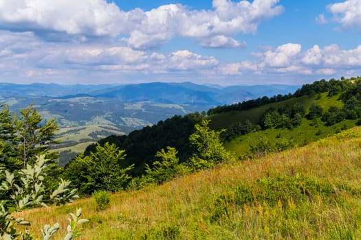 meadow on a mountain peak with a deciduous forest