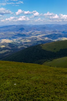 dense plantations of blueberries on a high hill in the Carpathians under the cloudy sky