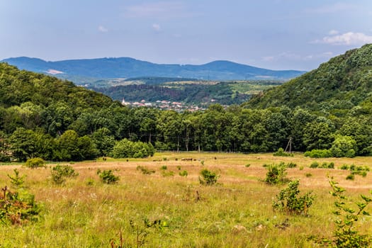 Cattle grazing on another strontone of the forest from a village village