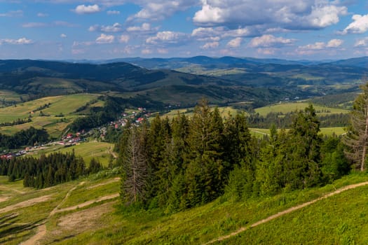 Mountain slope with coniferous groves in the background of the mountains