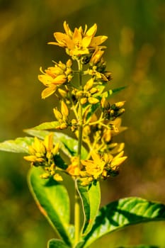 A juicy, green plant with small brightly yellow flowers and a blurred background. The game of shadow creates a resemblance to gold