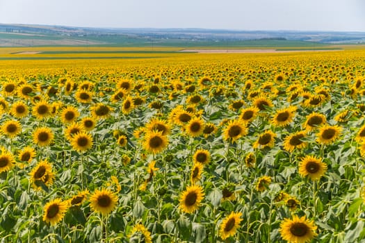 sunflower field with a village in the background