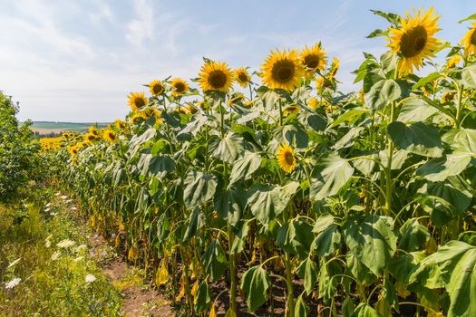 field of yellow sunflowers under a clear blue sky