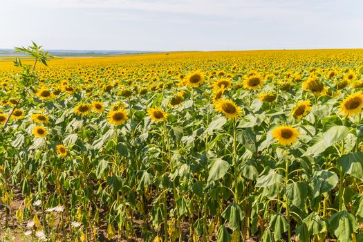the endless sea of yellow sunflowers in the field that merges with the sky on the horizon