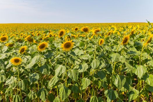 endless field of sunflowers against the blue cloudless sky