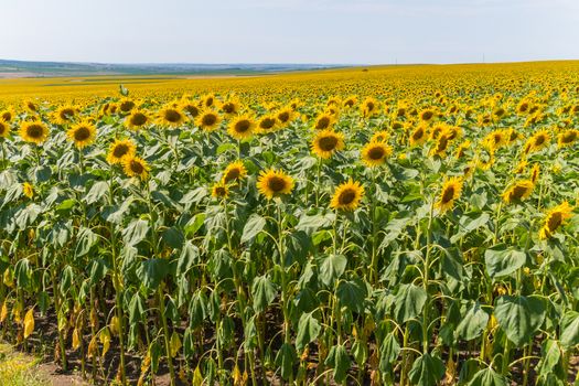 a magnificent yellow carpet of sunflowers stretching out into the distance inclined from the hea
