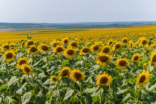 a large field of golden sunflowers and endless meadows in the distance to the horizon line