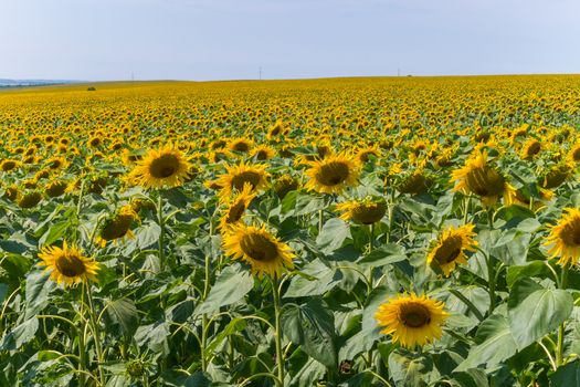 ripe sunflowers against a beautiful cloudless sky