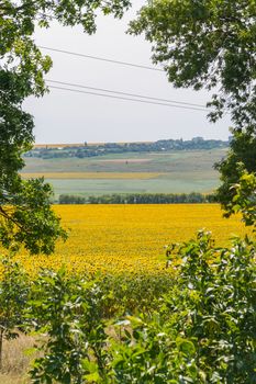colored plantations of agricultural lands with sunflowers and grain separated by tree strips