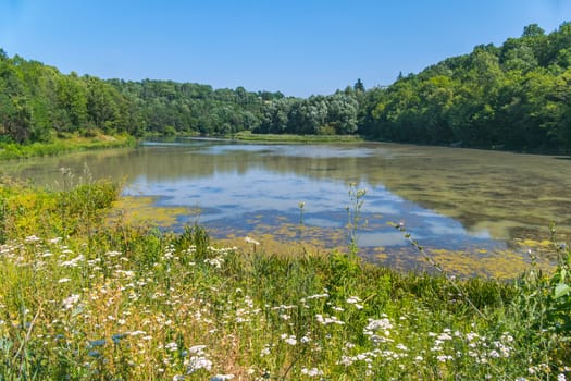 A lake in the forest surrounded by tall green trees and flowering meadows. A virgin clean place where people rarely happen