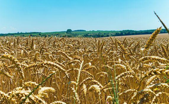 Golden ears of wheat. Wealth is given by nature