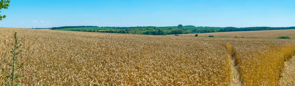 A magnificent panorama of the endless field of golden wheat under a bright warm sun stretching away to green fields and trees.