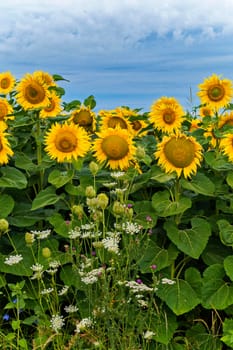 Several young sunflowers around a bush of wild dill