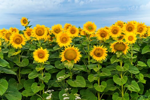 Huge yellow sunflowers with high green stems against the backdrop of the endless blue sky