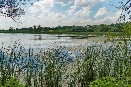 a large natural lake overgrown with algae and a reed on a pasture near the village