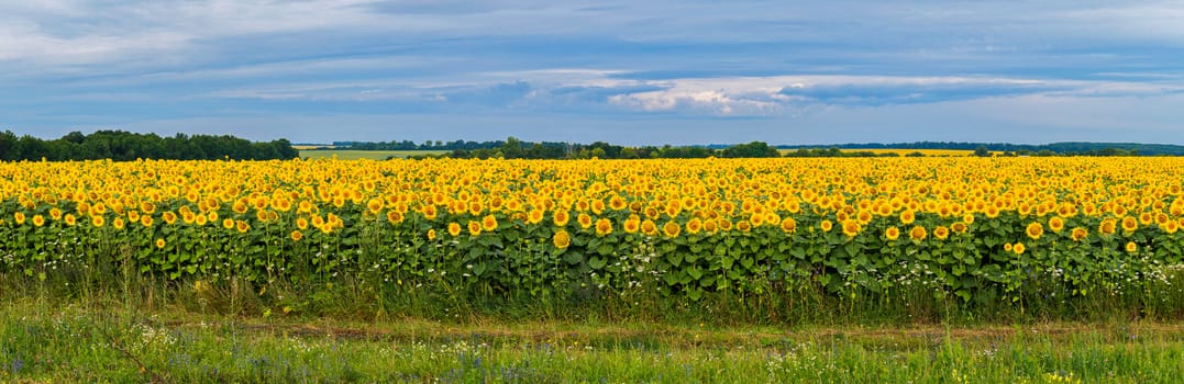 A field full of bright yellow sunflowers with high green stems against a clear blue sky