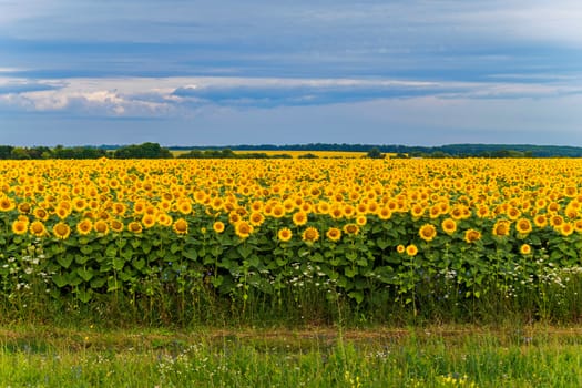 opened flowers of sunflowers. beautiful place for a photo shoot