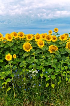 Yellow flowers with a sunflower, white flowers of wild dill and blue small flowers of another plant against the sky. Beauty