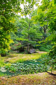 A green pond with lilies in the middle of a park with trees and stone boulders