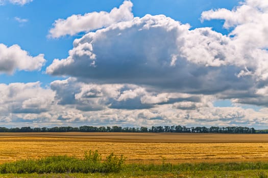 golden ripe wheat on a field under a blue sky with curly white clouds