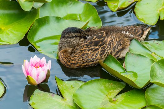 The gray duck snugly perched between the green lilies prepares to get some sleep by hiding its wide beak under its wing.