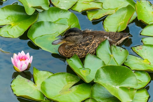 Female wild duck admires the pink water lily in the reservoir among the leaves