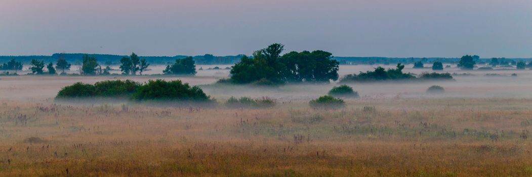 A large pasture with bushes near the forest in the morning fog