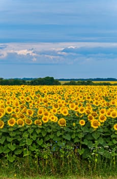 field of blooming sunflowers on a cloudy day